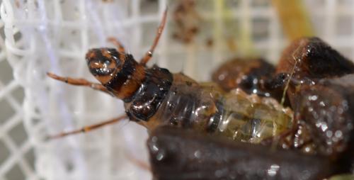 Réf. 356 510 : Limnephilus sp.